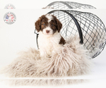 Small Photo #5 Saint Berdoodle Puppy For Sale in LEAVENWORTH, IN, USA