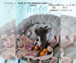 Small Photo #2 French Bulldog Puppy For Sale in WESLEY CHAPEL, FL, USA