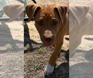 Ray Allen - Male Mutt Dog for Adoption - Photo #3