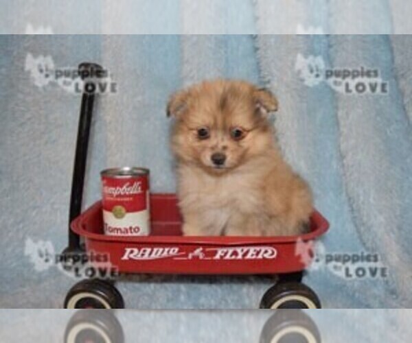 Medium Photo #13 Pomeranian Puppy For Sale in SANGER, TX, USA