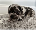 Small Photo #6 French Bulldog-Miniature French Bull Terrier Mix Puppy For Sale in WEST SPRINGFIELD, MA, USA