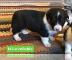 Small Photo #1 Cowboy Corgi Puppy For Sale in SUMMERVILLE, GA, USA