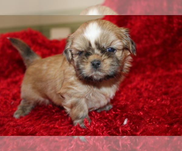 Medium Photo #1 Shih Tzu Puppy For Sale in THAYER, KS, USA