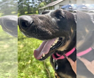 Doberman Pinscher-German Shepherd Dog Mix Dogs for adoption in Minneaoplis, MN, USA