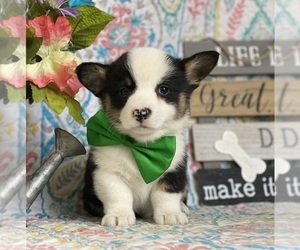 Pembroke Welsh Corgi Puppy for sale in LANCASTER, PA, USA