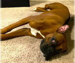 Small #6 Boxer