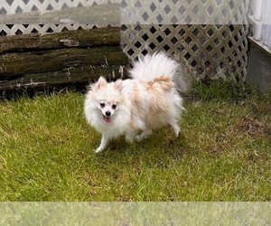 Mother of the Pomeranian puppies born on 04/14/2026