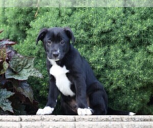 Labrador Retriever-Unknown Mix Puppy for sale in FREDERICKSBG, OH, USA