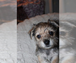 Small #10 Chorkie