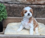 Small Photo #49 Cavapoo (Miniature) Puppy For Sale in GOSHEN, IN, USA