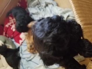 Poodle (Toy) Puppy for sale in KENNEDALE, TX, USA