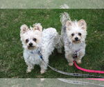 Small #4 Maltese Mix