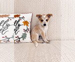 Small #3 Australian Cattle Dog