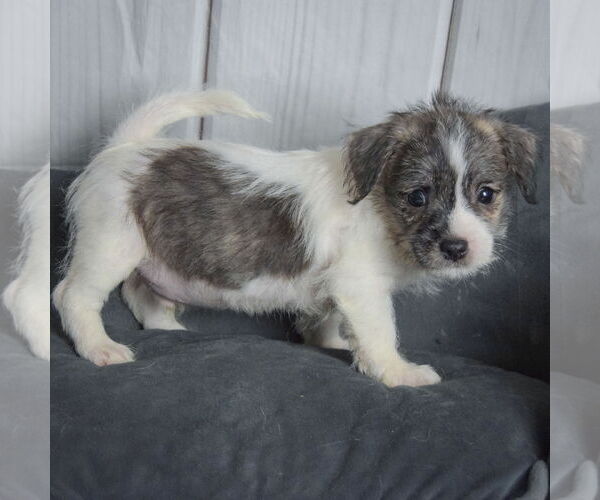 Medium Photo #2 Shih Tzu-Unknown Mix Puppy For Sale in Huntley, IL, USA