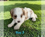 Small #4 Cavapoo (Miniature)