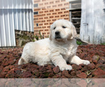 Small #2 English Cream Golden Retriever