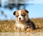 Puppy Dasher Pembroke Welsh Corgi