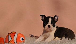Boston Terrier Puppy for sale in BLOOMINGTON, IL, USA