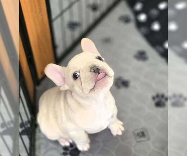 Medium Photo #6 French Bulldog Puppy For Sale in BOSTON, KY, USA
