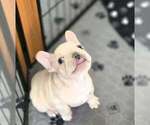 Small #5 French Bulldog