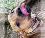 Small #3 American Pit Bull Terrier Mix