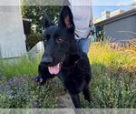 Small German Shepherd Dog