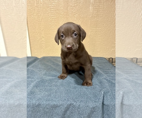 Medium Photo #1 Labrador Retriever Puppy For Sale in FREDERICKSBURG, TX, USA