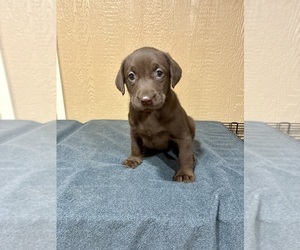 Labrador Retriever Puppy for sale in FREDERICKSBURG, TX, USA