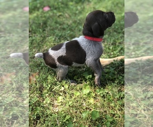 German Shorthaired Pointer Puppy for sale in MOUNT ORAB, OH, USA