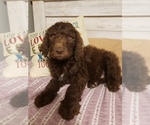 Small Photo #3 Double Doodle Puppy For Sale in LUMBERTON, TX, USA
