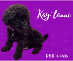 Small #2 Portuguese Water Dog