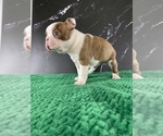 Small #11 Boston Terrier