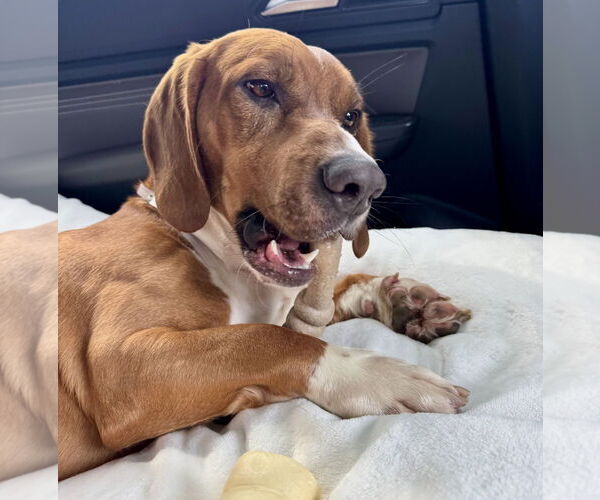 Medium Photo #1 Beagle Puppy For Sale in Houston, TX, USA