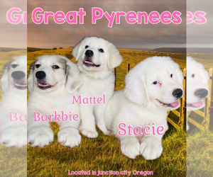 Great Pyrenees Puppy for sale in JUNCTION CITY, OR, USA