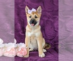 Small Photo #13 Shiba Inu Puppy For Sale in KIRKWOOD, PA, USA