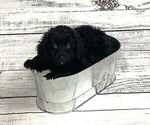 Puppy Daisy Bernedoodle (Miniature)