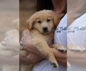 Australian Retriever Dogs for adoption in McDonough, GA, USA