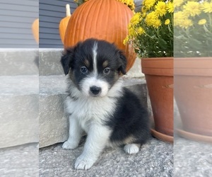 Australian Shepherd Puppy for sale in LODA, IL, USA