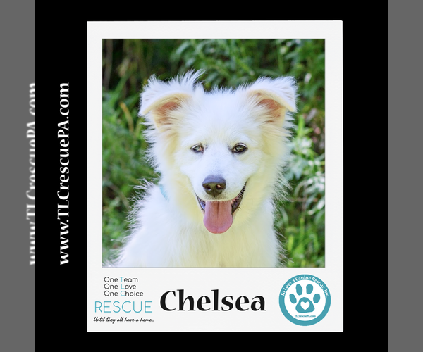 Medium Photo #8 Great Pyrenees Puppy For Sale in Kimberton, PA, USA