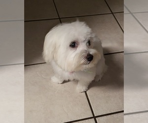 Maltese Puppy for sale in HERNANDO, MS, USA