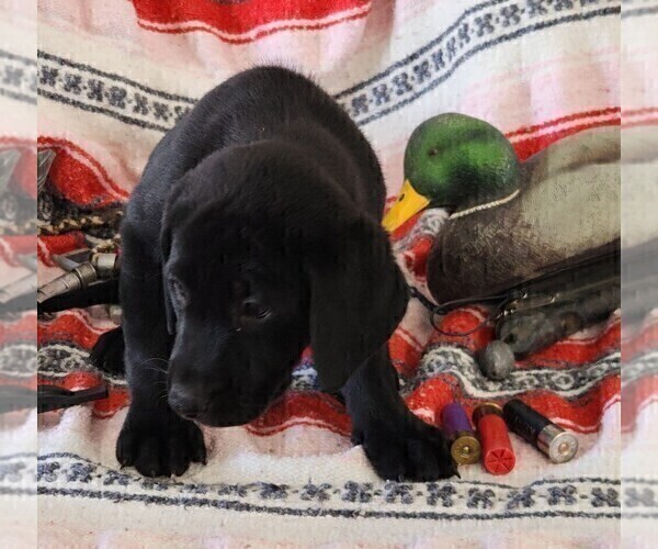 Medium Photo #110 Labrador Retriever Puppy For Sale in MERIDEN, KS, USA