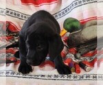 Small Photo #110 Labrador Retriever Puppy For Sale in MERIDEN, KS, USA