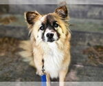 Small Keeshond-pomeranian spitz Mix