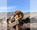 Small Photo #68 Rhodesian Ridgeback Puppy For Sale in MORONGO VALLEY, CA, USA