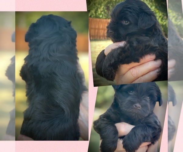 Medium Photo #2 Schnauzer (Miniature) Puppy For Sale in PFLUGERVILLE, TX, USA