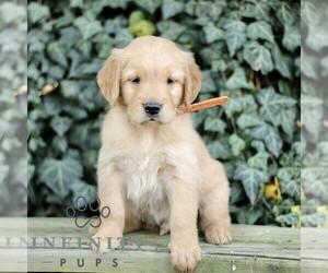 Golden Retriever Puppy for sale in NEW HOLLAND, PA, USA