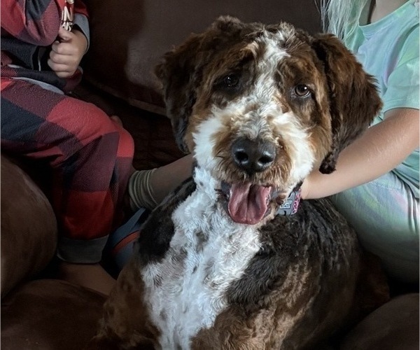Medium Photo #2 Bernedoodle Puppy For Sale in MINATARE, NE, USA