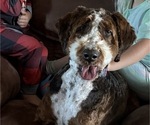 Small #1 Bernedoodle
