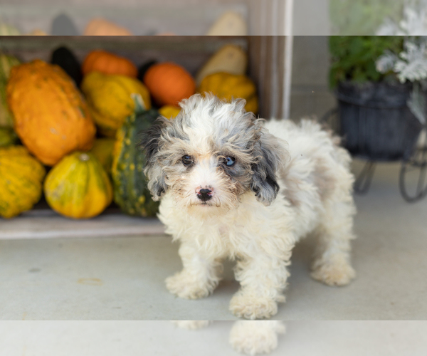 Medium Photo #9 Poodle (Miniature) Puppy For Sale in MILFORD, IN, USA