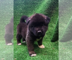 Medium Akita